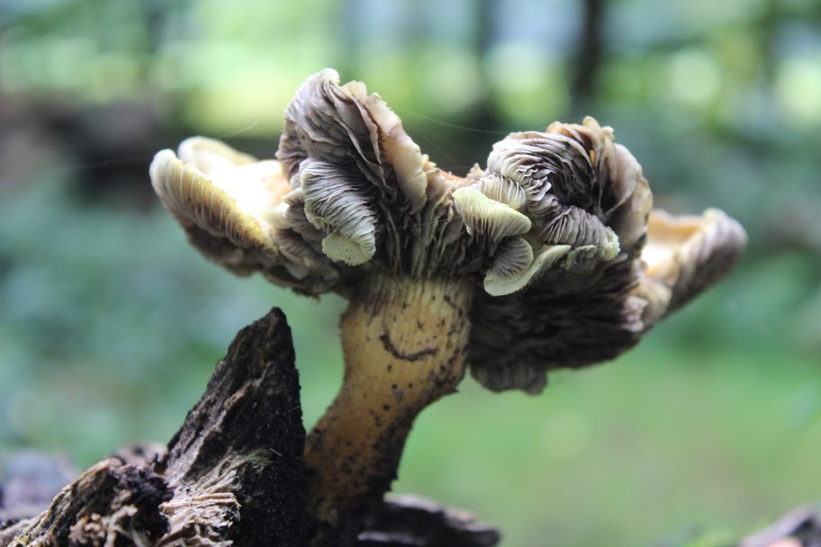 Paddenstoelenexcursie diverse groepen