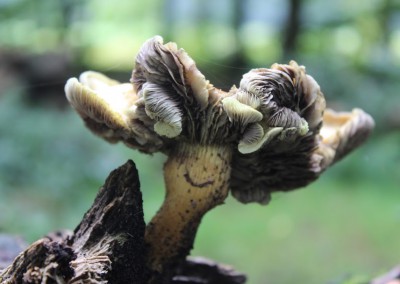 Paddenstoelenexcursie diverse groepen
